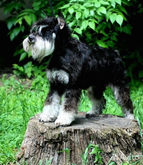 Цвергшнауцер