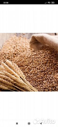 Зерно пшеница