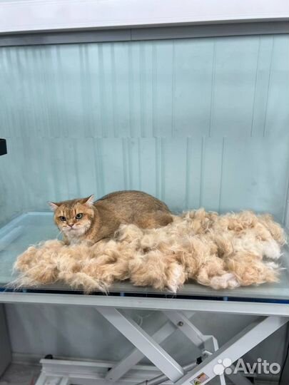 Стрижка кошек, полный уход Звездная, Пулково