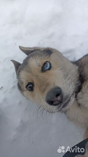 Щенок в добрые руки бесплатно