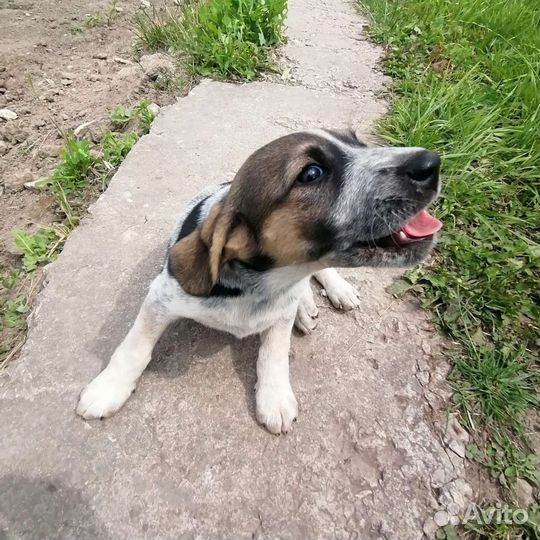 Собаки бесплатно в добрые руки щенки
