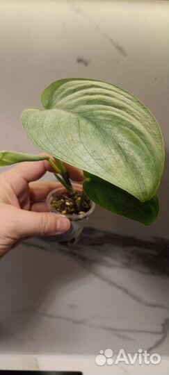 Сциндапсус Сильвер Хироу