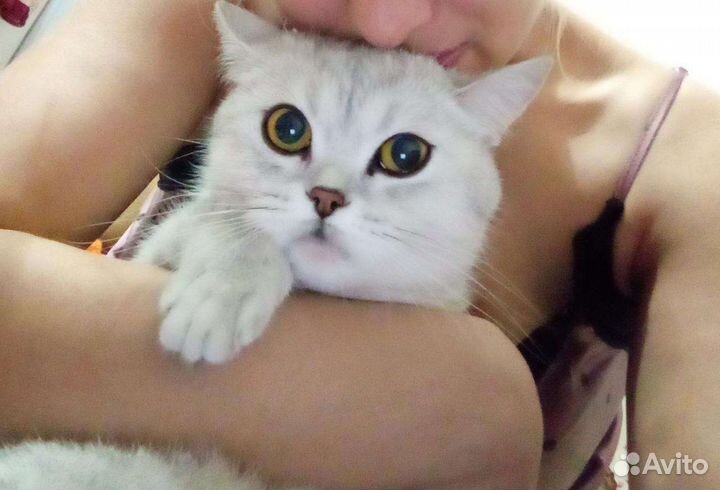 Британская кошка