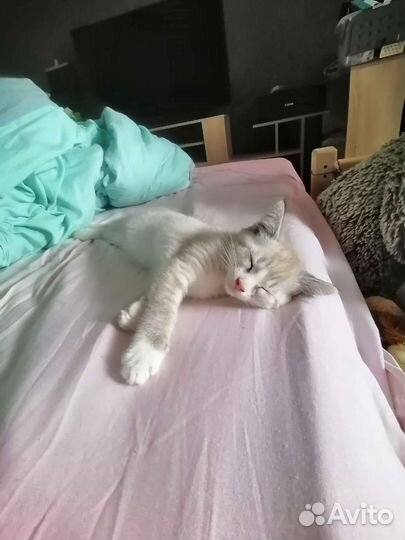 Котенок девочка