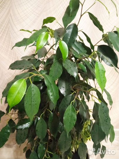Фикус бенджамина