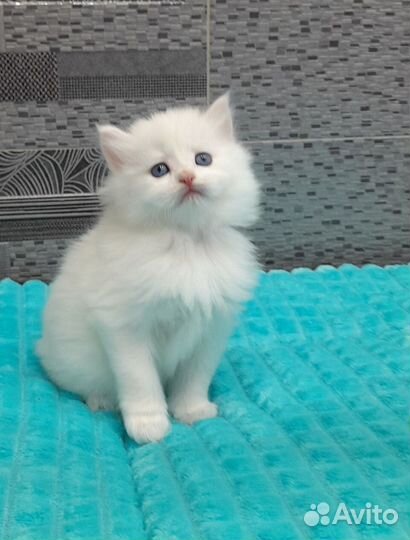 Чудо-котята манчкинята
