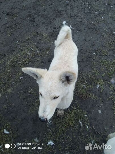 Маленькие собачки бесплатно в добрые руки