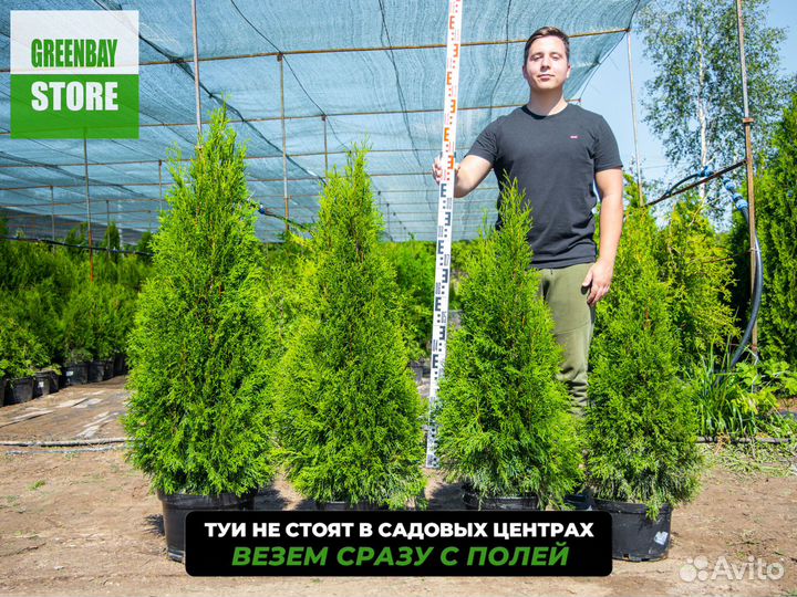 Туя смарагд 1,2 м свежая копка 2023