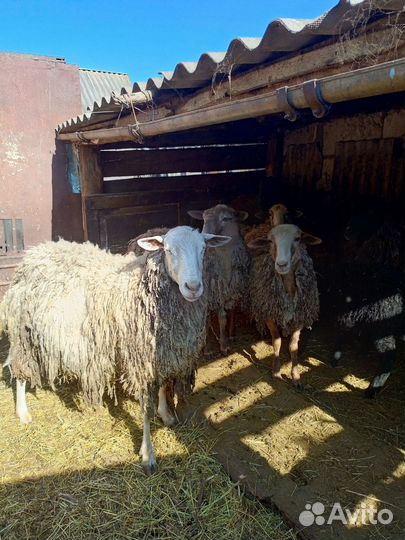 Овцы бараны