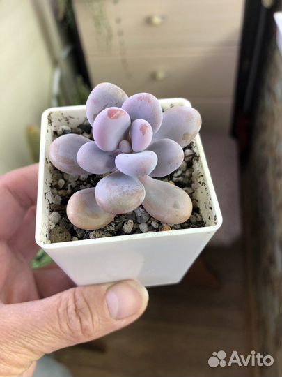 Суккуленты