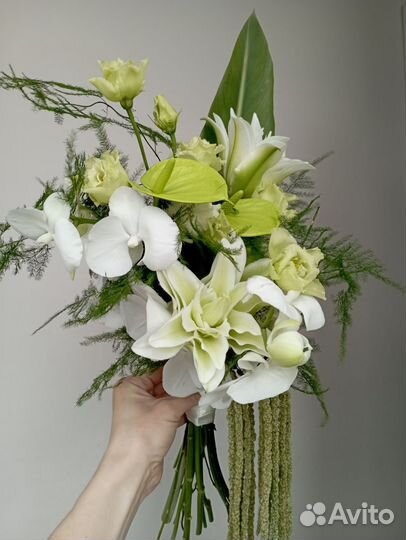 Орхидея фаленопсис