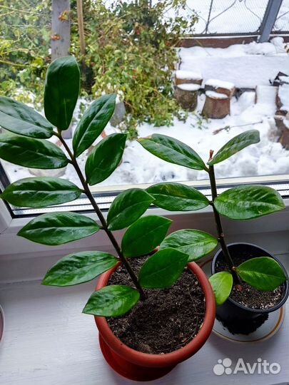 Замиокулькас