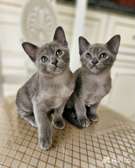 Бурманские котята
