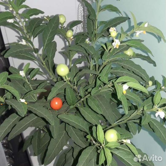 Паслён домашний