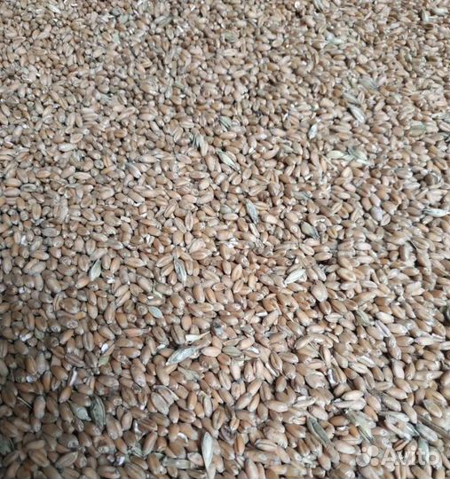 Семечко, Сахарная свёкла на корм