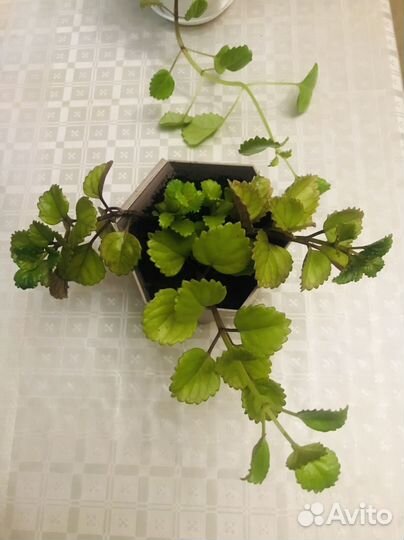 Плектрантус