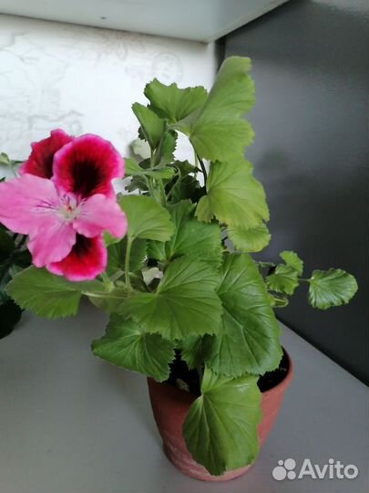 Пеларгонии