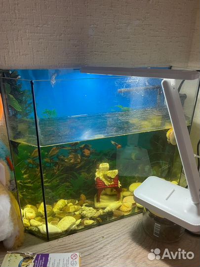 Аквариум с рыбками