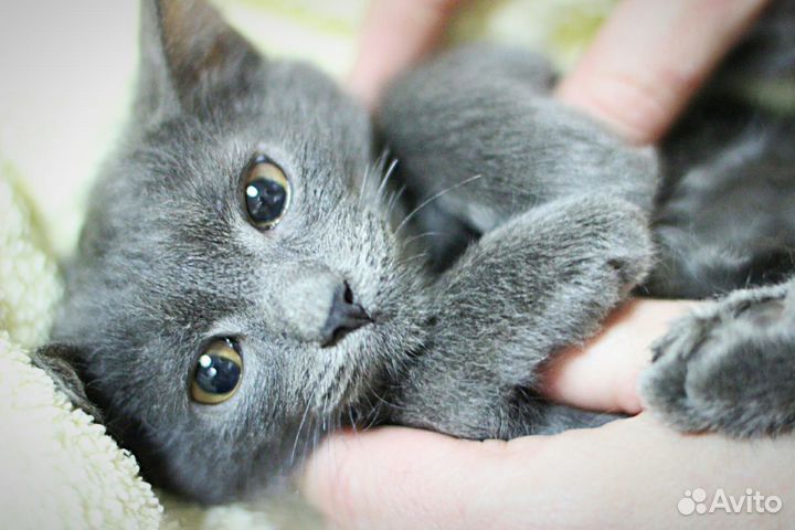 Котята метисы русской голубой в дар 2,5 мес