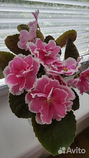 Фиалки сортовые детки листы цветущие растения