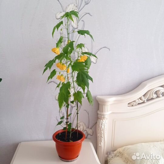 Комнатный цветок Аббутилон жёлтый, сортовой