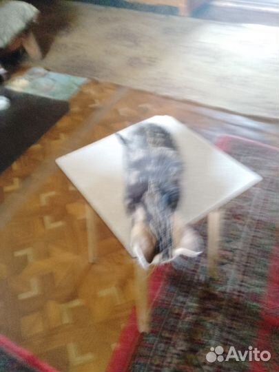 Котëнок мальчик