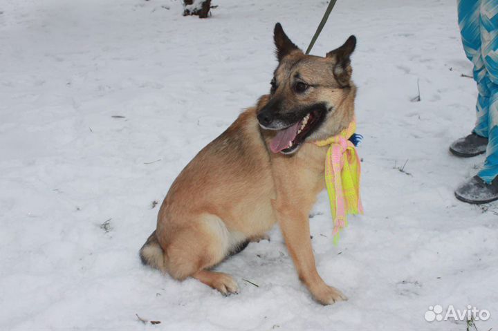 Собака из приюта в поиске любящей семьи