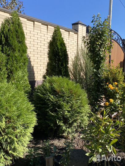 Туя шаровидная