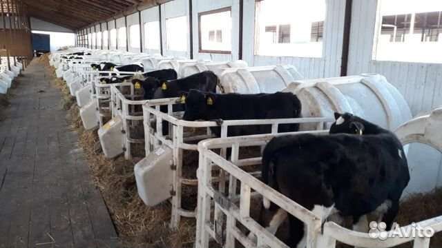 Телята бычки с Плем хозяйства