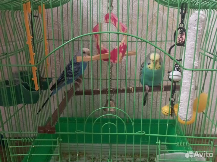 Волнистый попугай