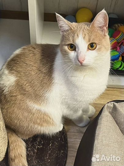 Котик ищет дом