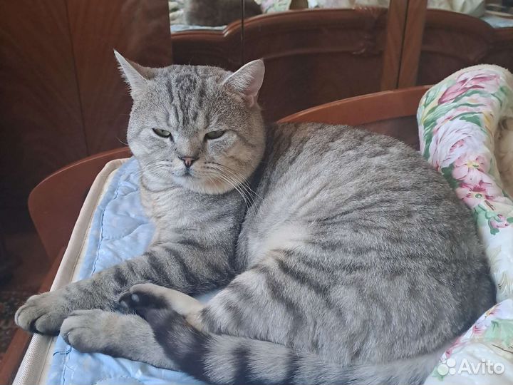 Шотландский кот