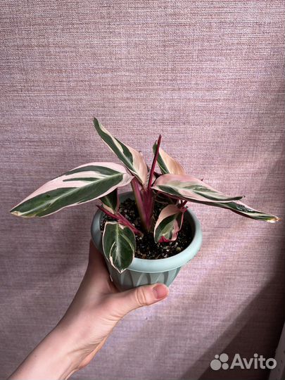 Строманта триколор