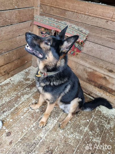 Молодая умная овчарка, необходимо быть с человеком