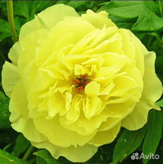 Ами джо, чистый, яркий цвет