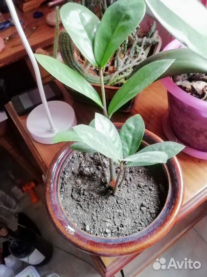 Замиокулькас