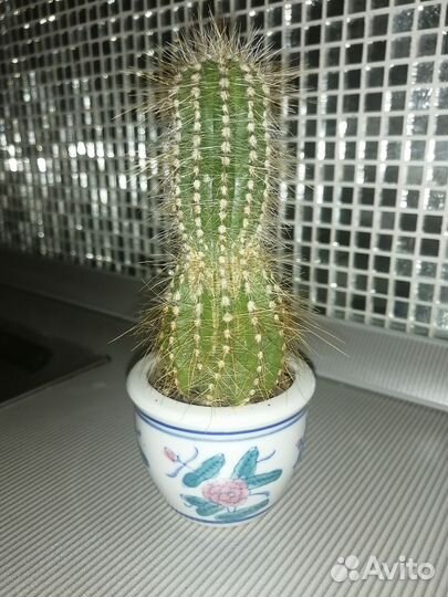 Цена за все 3 кактуса