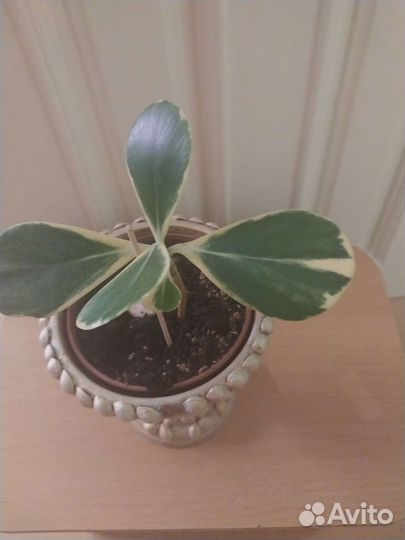 Клузия вариегата