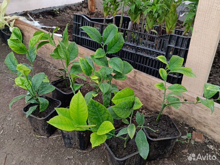 Саженцы лимона, плодоносящий