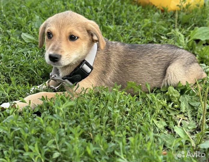 Щенок в добрые руки бесплатно