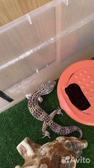 Эублефар с готовыми условиями