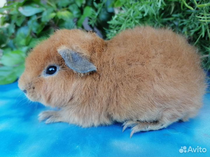 Морские свинки