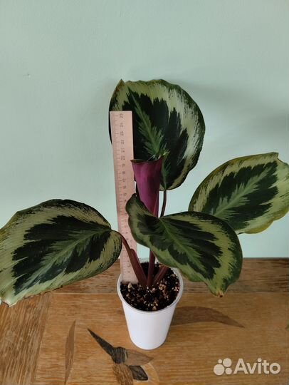 Калатеи: Марион и Флейм Стар