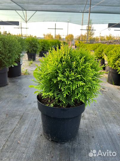 Туя западная Даника (круглая)