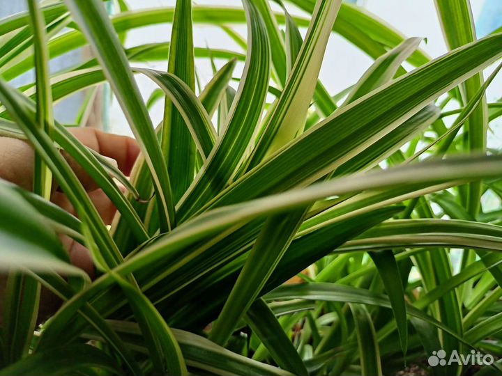 Хлорофитум,Бегония,Адиантум,Хоста Спатифиллум