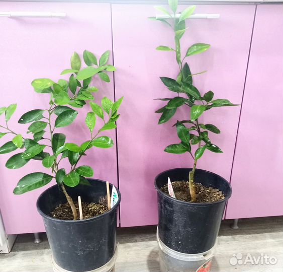 Цитрусовые растения для дома