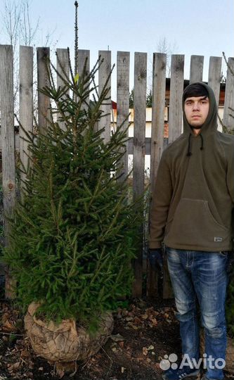 Саженцы ели от производителя экстра класс