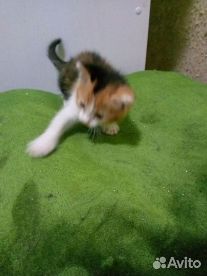 Котенок девочка