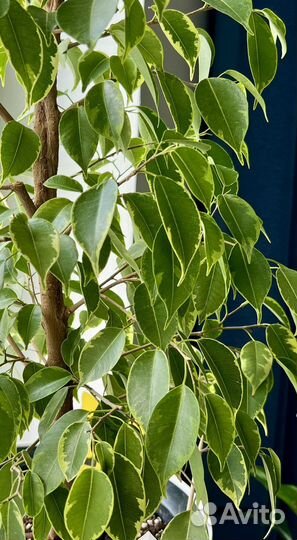Фикус бенджамина
