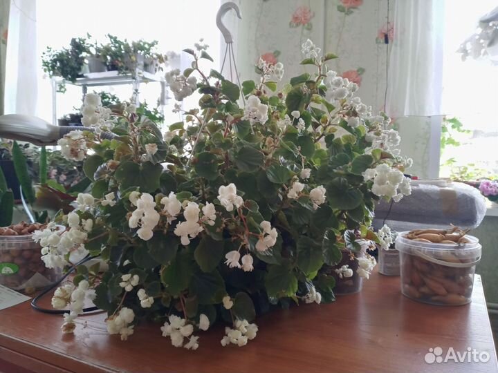 Бегония вечноцветущая махровая